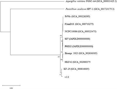 Comparative analysis of Penicillium genomes reveals the absence of a specific genetic basis for biocontrol in Penicillium rubens strain 212